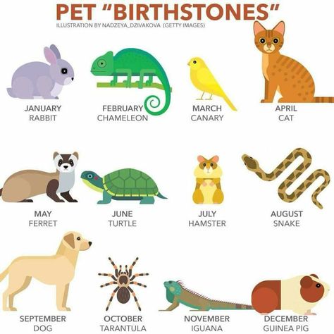 What is your "birthstone"? #VetTechLife Birth Month Symbols, National Holiday Calendar, Veterinary Humor, Birth Animal, Month Animals, Zodiac Signs Animals, Native American Animals, Your Month Your, April Birthday