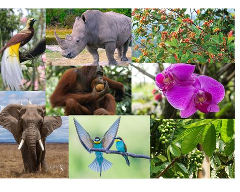 Flora Fauna, Flora And Fauna, Indonesia