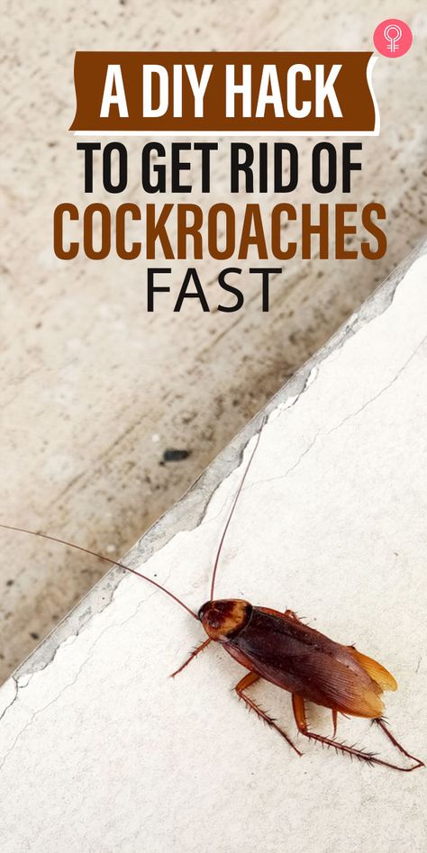 A DIY Hack To Get Rid Of Cockroaches Fast: Skip the expensive pest control! Try this powerful and safe DIY hack to get rid of cockroaches quickly. Get Rid Of Cockroaches Fast, Rodent Repellent Plants, Bed Bug Remedies, Get Rid Of Cockroaches, Kill Roaches, Cockroach Control, Rodent Repellent, Natural Bug Spray, Natural Pesticides