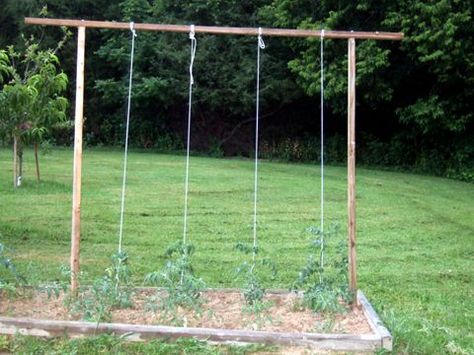 Tomato Trellis. tie clothesline to the bottom of the tomato plant and secure to top beam to keep straight String Trellis For Tomatoes, String Trellis, Squash Trellis, Tomato Gardening, Tomato Support, Growing Vegetables In Pots, Tomato Trellis, Growing Tomato Plants, Tomato Farming