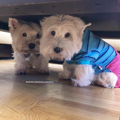 16 Reasons Why We Love West Highland Terriers | PetPress Funny Westies, West Highland Terrier Puppy, Australian Terrier, Westie Puppies, Highland Terrier, Highlands Terrier, Real Dog, Westie Dogs, Dog Lady