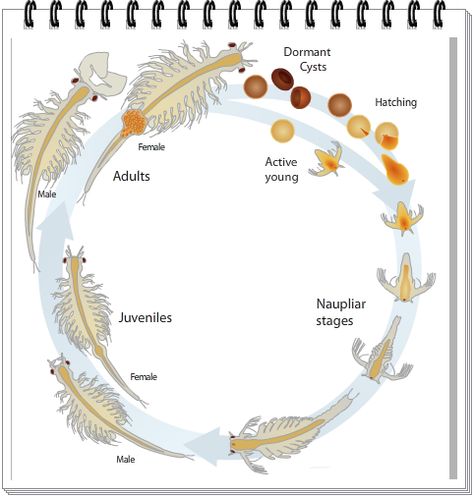 best site. artemia salinas life cycle. Fairy Shrimp, Pet Shrimp, Vernal Pool, Shrimp And Eggs, Sea Monkeys, Brine Shrimp, Lincoln County, Animal Science, Vivarium