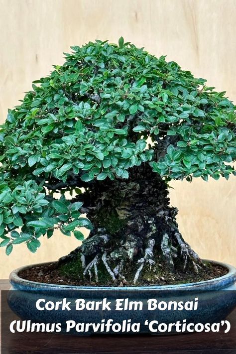 Showcasing distinctive cork-like bark, this Ulmus Parvifolia variant adds a unique touch to its graceful appearance. Plant lovers appreciate its rugged aesthetic, adaptability to various styles, and the tactile pleasure of its bark. Dive into our guide to discover the art of cultivating Cork Bark Elm Bonsai, unraveling techniques to enhance its visual appeal and maintain the health of this resilient tree. Photo Credit: @peterteabonsai Ulmus Parvifolia, Elm Bonsai, Bonsai Pruning, Tree Photo, Bonsai Trees, Bonsai Tree, Plant Lover, The Tree, Oasis