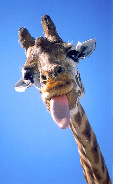 Funny Animal Faces, Giraffe Pictures, Regnul Animal, Giraffe Art, A Giraffe, Safari Park, Cute Giraffe, Cute Animals Images, Mixed Feelings