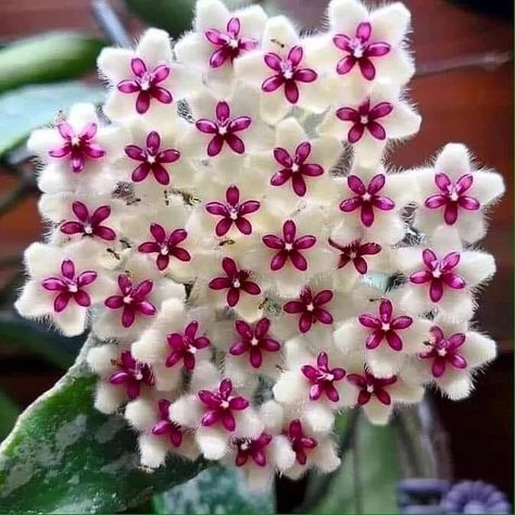 Hoya Bella Flower, Hoya Bella, Prairie Plants, Petunia Flower, Cactus Flowers, Beautiful Flowers Garden, Rare Succulents, Beautiful Flowers Wallpapers, Porcelain Flowers