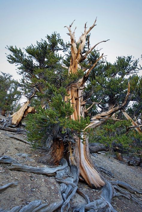 Maybe this grizzled specimen is Methuselah, the world’s oldest non-clonal tree? Lone Pine California, Bristlecone Pine Tree, Weird Trees, Bristlecone Pine, Retirement Travel, Lone Pine, Nevada Travel, California History, Old Tree