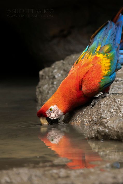 Macaw Aesthetic, Wildlife Photography Birds, Scarlet Macaw, Parrot Bird, Tree Frogs, Wildlife Conservation, Exotic Birds, Birds Tattoo, Bird Photography