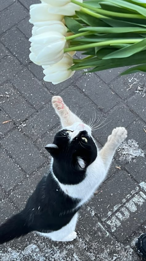 Tuxedo Cat Wallpaper, Cat Lockscreen, Cat Wallpaper Cute, Cat Grass, Fairy Aesthetic, Wallpaper Cute, Cute Jokes, Lovely Creatures, Tuxedo Cat