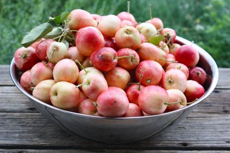 Crab Apple Sauce Crab Apple Sauce, Home Pantry, Chive Flower, Baking Buns, Apple Sauce Recipes, Apple Trees, Apple Sauce, Dairy Farm, Crab Apple