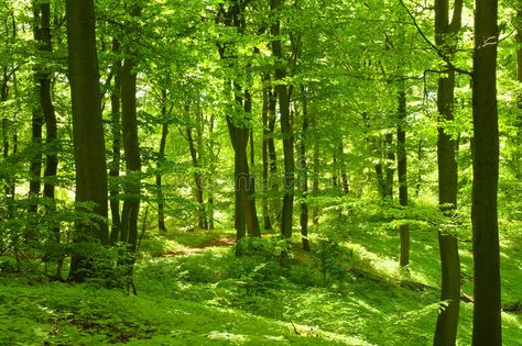 Green Forest. German beech forest with green plants on the forest ground in suns , #Sponsored, #German, #beech, #Green, #Forest, #forest #ad Countryside Photography, Window Mural, 3d Wallpaper Mural, Forest Ecosystem, Forest Wall Mural, Forest Pictures, Forest Wallpaper, Green Forest, Tree Forest