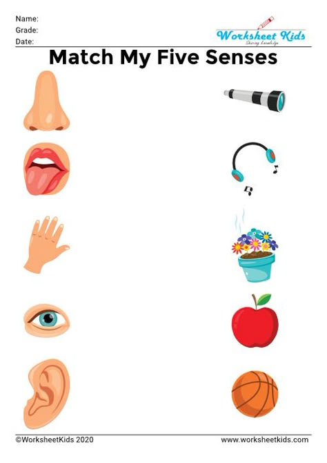 Senses Worksheets For Kids, Five Senses Activities, Body Parts Preschool Activities, Five Senses Worksheet, Five Senses Preschool, Education Illustration, Worksheet For Preschool, Senses Preschool, My Five Senses