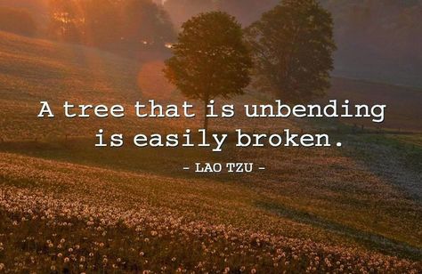 Bend, don't break Flexible Quotes, Break Quotes, Lao Tzu, Quotable Quotes, Bend, Surfing, Inspirational Quotes, Trees, Memes