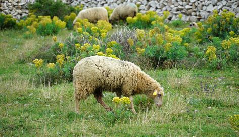 Sheep Keeping, Dairy Sheep, Mini Homestead, Sheep Shelter, Raising Sheep, Fiber Animals, Quaker Oatmeal, Sustainable Homestead, Pet Sheep