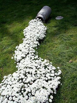 "spilled milk" affect ...use a low growing, white flowering plant that grows best in your location.... Garden Design Pictures, Taman Air, Secret Gardens, The Secret Garden, Hardy Perennials, Whimsical Garden, White Gardens, Fragrant Flowers, Flowers Perennials