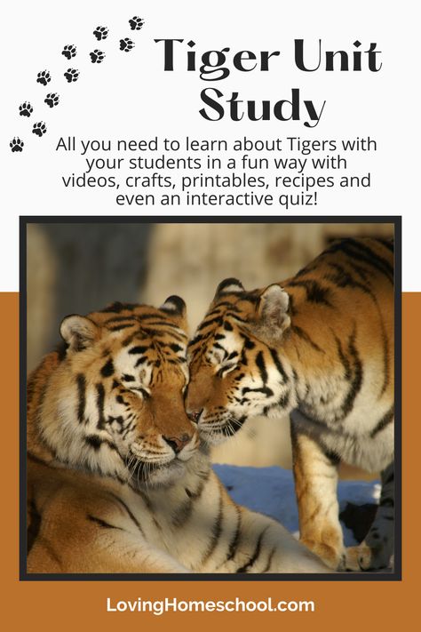 All you need to learn about Tigers with your students in a fun way with videos, crafts, printables, recipes and even an interactive quiz! Tiger Facts For Kids, Habitat Activities, Tiger Facts, 3rd Grade Activities, Animal Activities For Kids, Animal Lessons, Unit Studies Homeschool, Tiger Kids, 1st Grade Activities