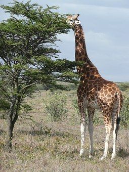 Discover and download free images - Pixabay Giraffe Facts, Elephant Habitat, Animal Facts For Kids, Elephant Species, African Forest Elephant, African Tree, Giraffe Figurine, Elephant Artwork, Elephant Wallpaper