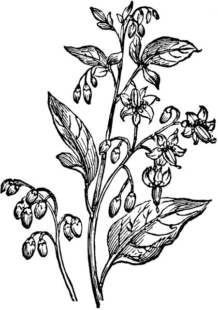 Bittersweet Nightshade Flower, Drawings To Trace, Tim Burton Tattoo, Deadly Nightshade, Engraving Tattoo, Nightmare Before Christmas Tattoo, Lavender Tattoo, Insect Tattoo, Traditional Tattoo Sleeve