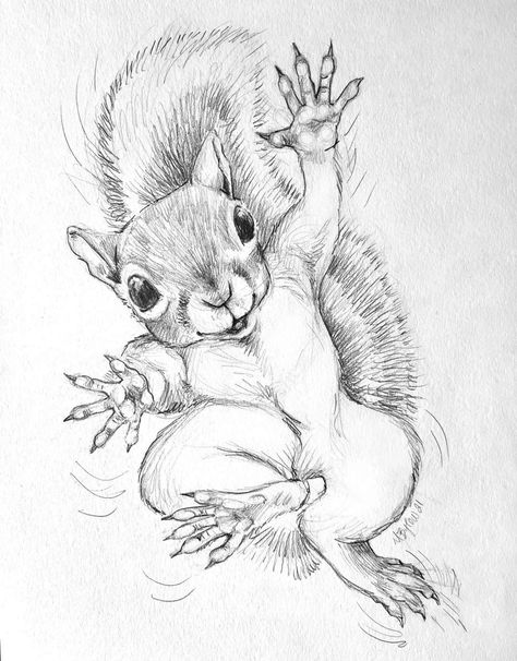 Squirrel Drawing, Animal Line Drawings, Pumpkin Tattoo, Arte Aesthetic, Squirrel Art, Pencil Drawings Of Animals, Animal Drawings Sketches, Cool Pencil Drawings, Animals Art