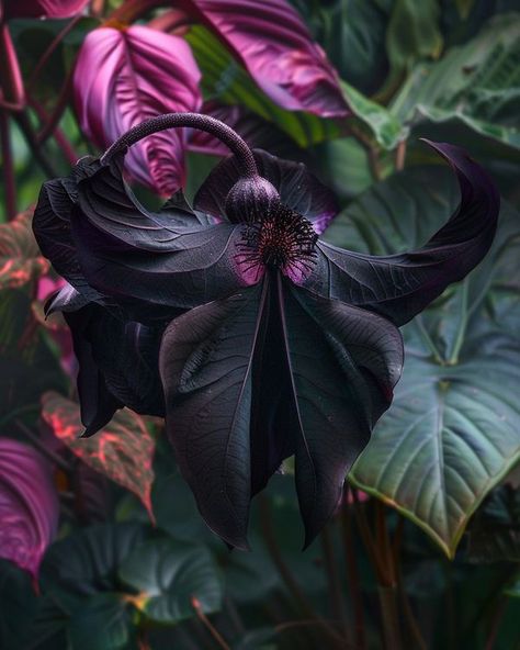 Manish Bat Orchid, Black Bat Flower, Bat Flower, Flower Sketches, Black Bat, Black Orchid, Magic Circle, Black Flowers, Manish