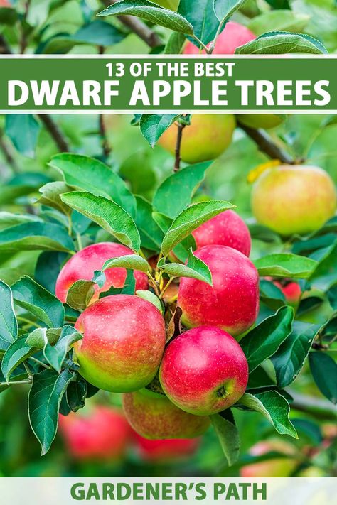 Apple Tree Growing, Apple Tree Varieties, How To Grow Apple Trees, Apple Tree Garden Design, Planting Apple Trees, Growing Apple Trees, Apple Tree Care, Pioneer Living, Planting Fruit