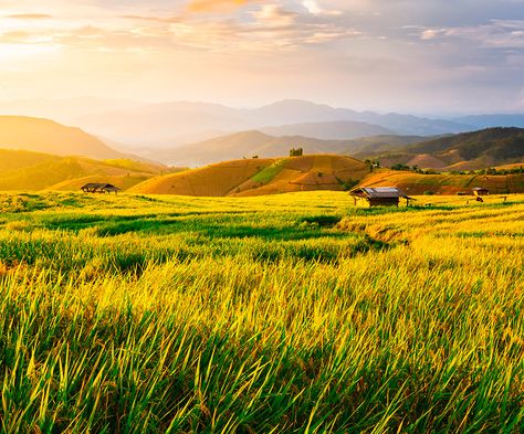 Austin Tattoo, Paddy Field, Rice Paddy, Rice Field, Rice Terraces, Terrace, Getty Images, Gold Color, Rice