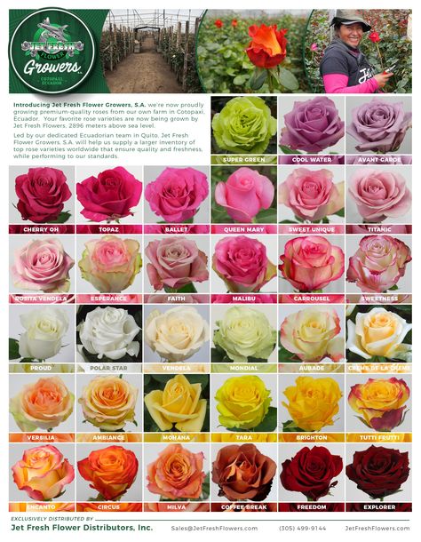 Wedding Flower Types, Rose Color Meanings, Different Types Of Flowers, Rose Varieties, Lifestyle Images, Types Of Roses, Flower Guide, Flower Meanings, Growing Roses