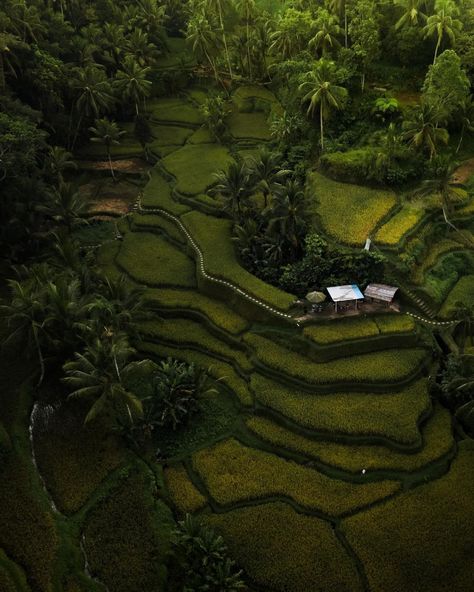 Ubud, Bali - Indonesia  beautiful captured by @tomyloub (Instagram) Ubud Indonesia, Asia Trip, Ubud Bali, Tropical Islands, Ubud, Asia Travel, Bali, Flight, Indonesia