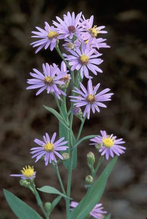 Smooth Aster, Asters Flower, Flower References, Flower Identification, Aster Flower, Sun Garden, Blue Garden, Seed Company, Month Flowers