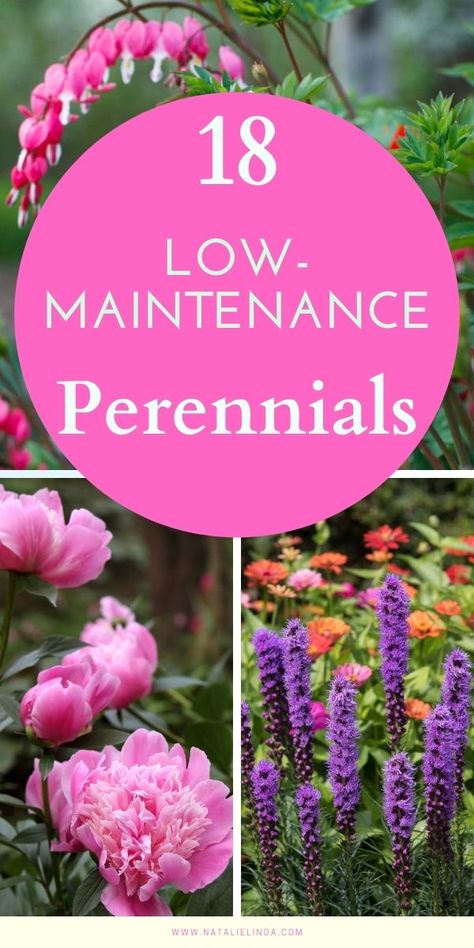 These low-maintenance perennials come back year after year and can fill the garden with an abundunce of color, flower blooms, foliage, height, and texture! Perennials are easy to care for and are also resilient once established! Low Maintenance Perennials, Perennial Garden Plans, Design Garden Ideas, Garden Flowers Perennials, Garden Remedies, Garden Growing, Flower Garden Design, Shade Perennials, Starting A Garden