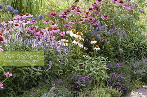 Agastache foeniculum ( Anise hyssop, fragrance nettle ), Echinacea purpurea Agastache Foeniculum, Anise Hyssop, Fence Garden, Echinacea Purpurea, Plant Photography, Garden Features, Garden Fencing, Garden Plants, Fence