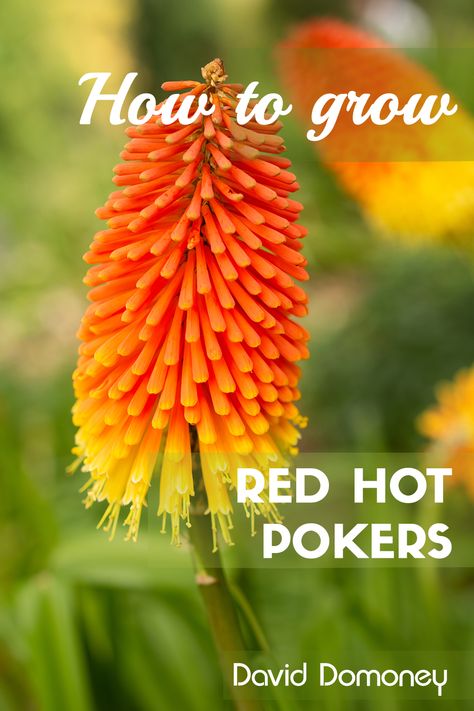 Fire Poker Plant, Red Perennials Full Sun, Red Hot Poker Plant Landscaping, Red Perennials Part Sun, Hot Poker Plant, Kniphofia Red Hot Poker, Red Hot Poker Plant, Red Succulents Plants, Blue Geranium