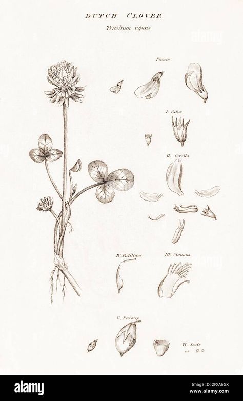 Download this stock image: Copperplate botanical illustration of Dutch / White Clover / Trifolium repens from Robert Thornton's British Flora, 1812. Once used as medicinal plant - 2FXA6GX from Alamy's library of millions of high resolution stock photos, illustrations and vectors. White Clover Drawing, Plant Anatomy Tattoo, White Clover Tattoo Flower, White Clover Tattoo, Clover Botanical Illustration, Tattoo Bracelets, White Dutch Clover, Botanical Reference, Anatomy Tattoo