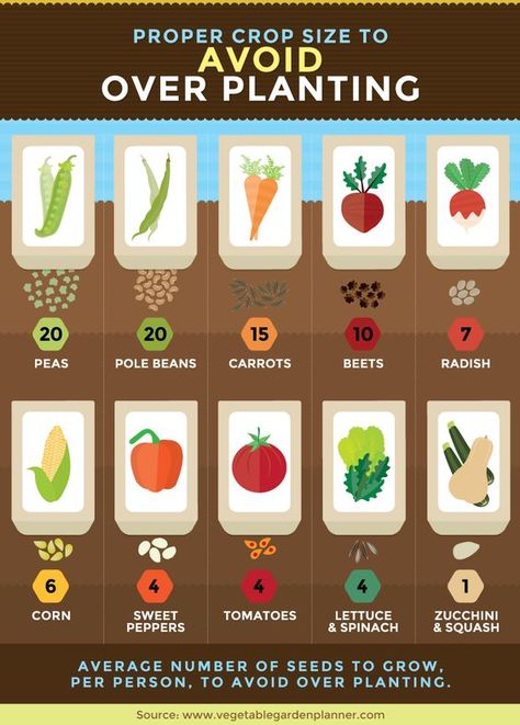 How To Avoid Over Planting Your Garden Aloe Plant, Garden Types, Veg Garden, Square Foot Gardening, Low Maintenance Garden, Have Inspiration, Aloe Leaf, Organic Gardening Tips, Food Garden