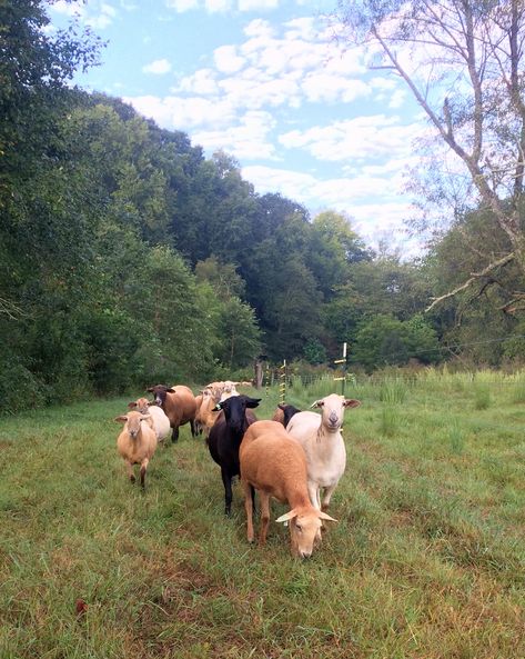 Sheep Pasture Ideas, Sheep Quote, Sheep Pasture, Katahdin Sheep, Raising Livestock, Sheep Drawing, Manifest Board, Family Homestead, Dream Farm