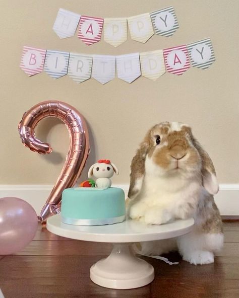 ♥️ c o o k i e🐰 on Instagram: “Mom is very pleased with the pictures from the photo shoot. Cookie did such a great job being a calm and well-behaved model. She is a…” Bunny Photoshoot, Wholesome Art, Bunny Things, Baby Potato, Animal Photoshoot, Easter Photoshoot, Rabbit Photos, Bunny Care, Instagram Mom