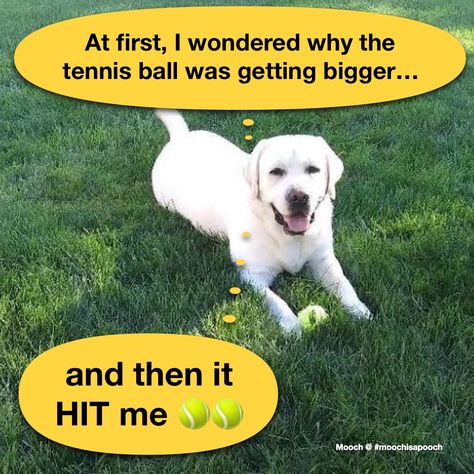 Tennis ball closer hit dog joke funny humor meme Dog Jokes, Joke Funny, Love Puns, Dog Adventure, Tennis Ball, Funny Love, Funny Humor, Dog Memes, Riddles