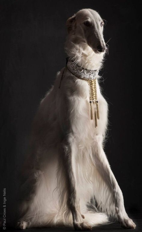 R E G A L B O Y E - Imgur Dogs Group Photo, Borzoi Dog, Pretty Dogs, Animal Reference, Animal References, Arte Fantasy, Dog Photography, Beautiful Dogs, Mans Best Friend