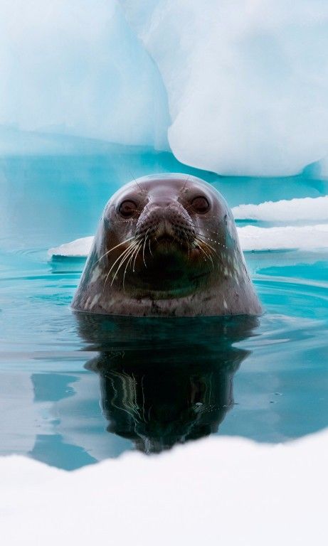 20 Photos That Will Make You Want to Visit Antarctica Weddell Seal, Antarctica Travel, Drake Passage, Travel Photography Nature, Polar Climate, A Seal, Animal Behavior, Sea Lion, Wildlife Art