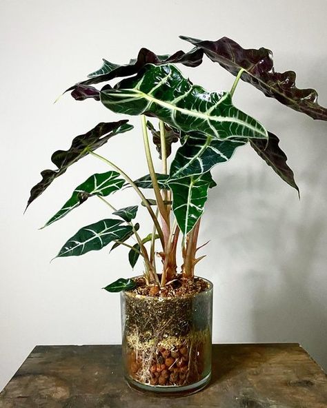 Colocasia Plant, Exotic House Plants, Plants Grown In Water, Alocasia Plant, Jungle Decor, Planting Pot, Plant Care Houseplant, Growing Plants Indoors, Terrarium Plants