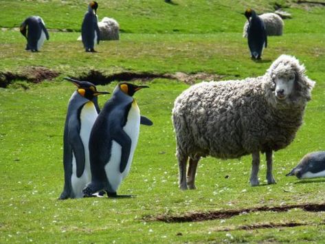 Falkland Islands Tours - Wildlife Discovery 8 Day Falklands Tour Stanley Falkland Islands, Wildlife Week, Adventure Life, King Penguin, Falkland Islands, Sheep Farm, Island Tour, Random Pictures, Sea Lion