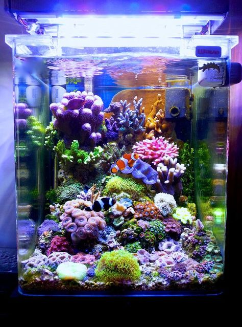 -- A Particular Italian Nano Cube -- - Reef Central Online Community Salt Water Reef Aquarium, Clownfish Fish Tank, Whimsical Fish Tank, Colorful Fish Tank Ideas, Small Salt Water Aquarium, Small Reef Tank, Clownfish Tank Ideas, Marine Fish Tank Ideas, Salt Water Fish Tank Ideas