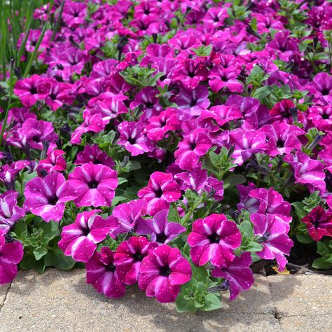 Petunia 'Circus Sky' will put on a dazzling show in your garden. 🎡 Plant now to enjoy masses of flowers from spring to early autumn. With excellent weather tolerance, Petunia 'Circus Sky' is ideal for planting in hanging baskets, containers and garden beds. For pots, use Searles Platinum Potting Mix to ensure excellent water holding capacity plus essential nutrients and minerals for strong long-term growth. Check your local garden centre for this beautiful new release Petunia 'Circus Sky'. Flower Gardens, Garden Centre, Early Autumn, Essential Nutrients, Early Fall, New Release, Petunias, Hanging Baskets, Garden Center