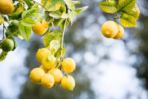 What not to plant near your lemon tree Citrus Plant, Lemon Leaves, Travel Crafts, Citrus Trees, Lemon Tree, Garden Tours, Homes And Gardens, Yellow Leaves, Garden Shop