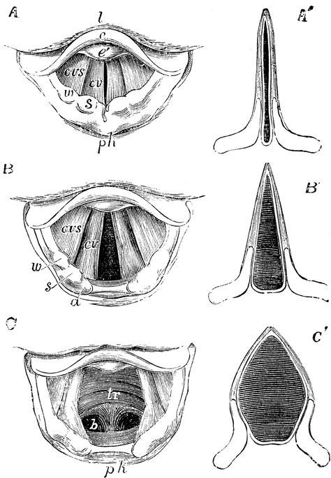 Movement of the Vocal Cords Vocal Anatomy, Vocal Cords Anatomy, Vocal Cords, Voice Teacher, Wedding Makeup Bride, Human Ear, Glam Wedding Makeup, Voice Lesson, Anatomy Drawing