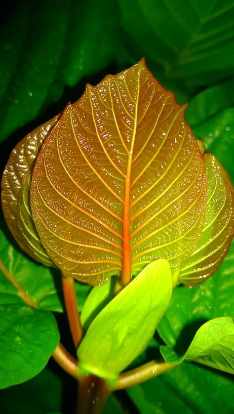 Spring Vegetable Garden, Mitragyna Speciosa, Red Veins, Green Veins, Herbal Magic, Family Garden, Plants For Sale, Garden Trellis, Plant Sale