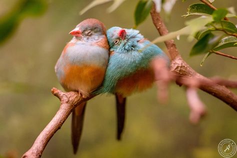 Birds Cuddling, Garden Animals, Australian Birds, Bird Wallpaper, Funny Birds, Two Birds, Bird Pictures, Tropical Birds, Pretty Birds