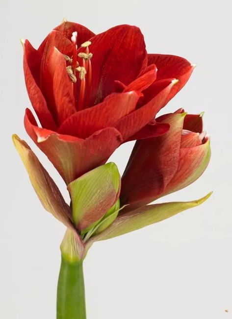 Amaryllis Painting, Red Amaryllis, Amaryllis Flowers, Flower Business, Flower Sketches, Flower Landscape, Watercolor Flower Art, Christmas Flowers, Flower Art Painting