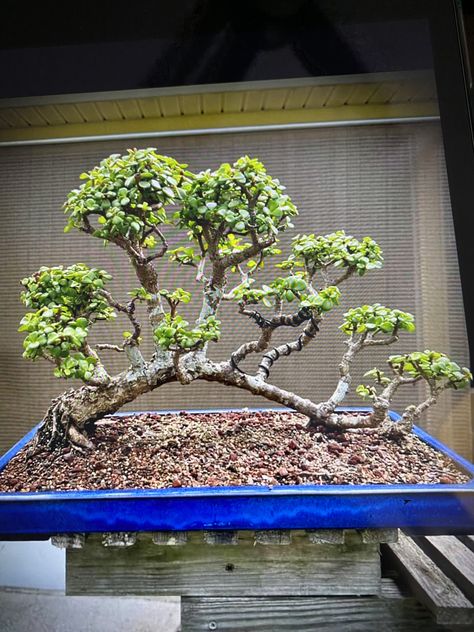 Jade Plant Bonsai, Garden Bonsai Tree, Bonsai Diy, Jade Bonsai, Bonsai Forest, Bonsai Tree Types, Succulent Garden Design, Jade Plant, Brick Garden