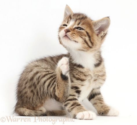 Kitten Reference Photo, Kitten Poses, Kitten Reference, Cat Reference Poses, Warrior Cats Ideas, Kitten Playing, Animal Poses, Hate Cats, Funny Looking Cats