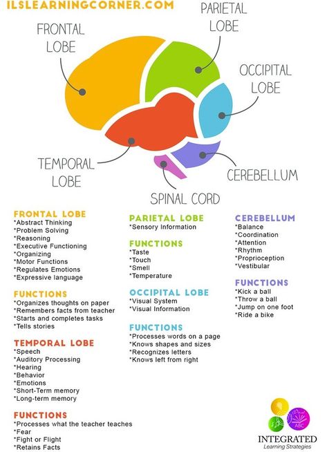 Brain Project, Brain Anatomy And Function, Brain Diagram, Brain Regions, Studie Hacks, Nursing 101, Psychology Notes, Encouraging Art, Psychology Studies